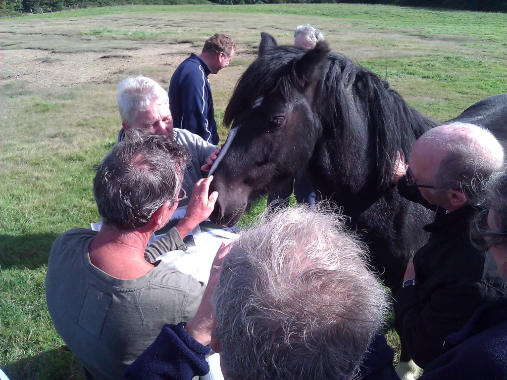 Residents joined by horse to hear about housing proposal